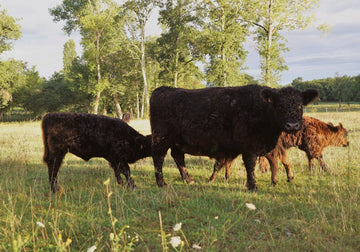 Une vache Galloway avec son petit veau buvant son lait accompagné de deux autres veaux à l'arrière plan