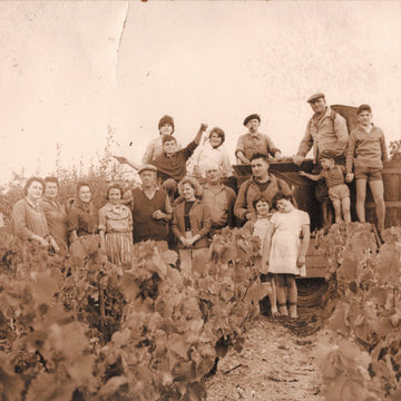 Vieille photo de vendanges avec Paul et Gérard Bougès dans les années 1950