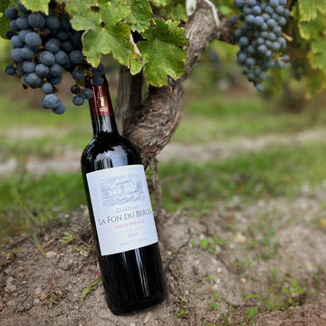 Bouteille de Château La Fon du Berger Haut-Médoc posé contre un cep de vigne
