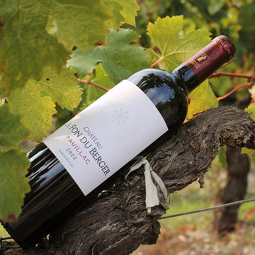 Présentation d'une bouteille de Château La Fon du Berger Pauillac posé sur un pied de vigne