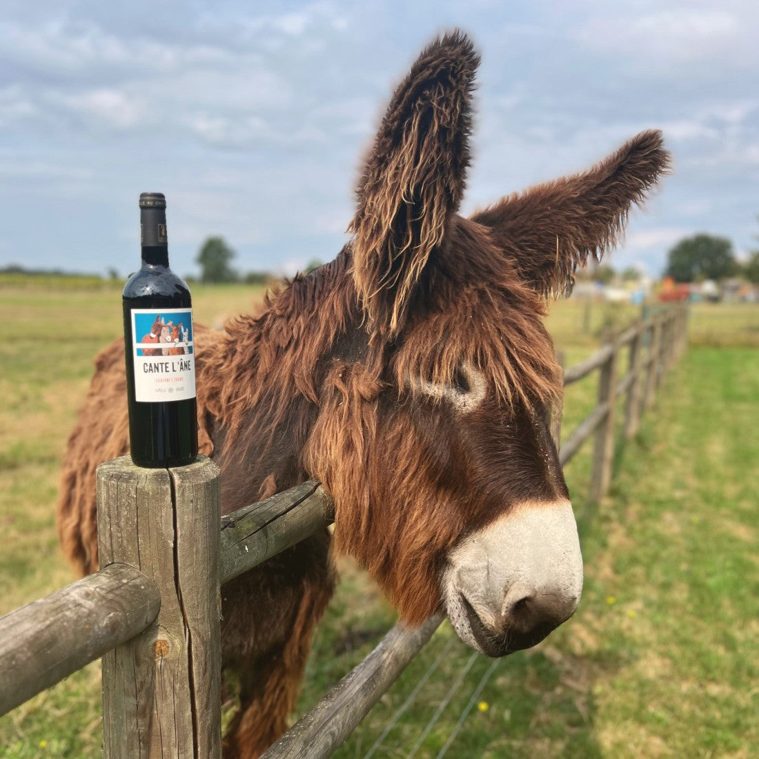 Photographie d'un âne du Poitou et d'une bouteille de Cante l'Âne placée sur l'enclos en bois