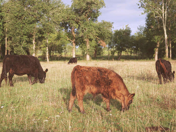 Quatre vaches Galloway qui broutent dans un pré