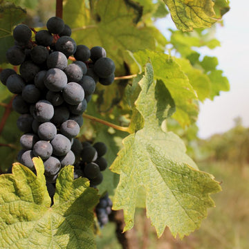 Vue de près d'un pied de vigne portant plusieurs grappes de raisin
