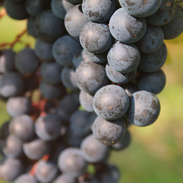 Gros plan de grappes de raisin noir accrochées à leur pied de vigne