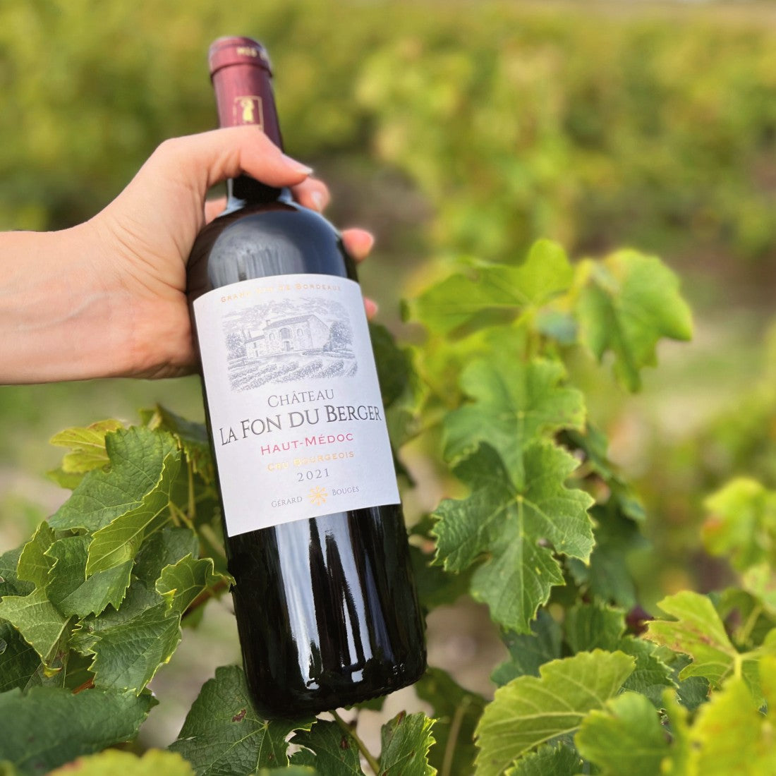 Présentation d'une bouteille de Château Château La Fon du Berger Haut-Médoc dans des rangs de vigne