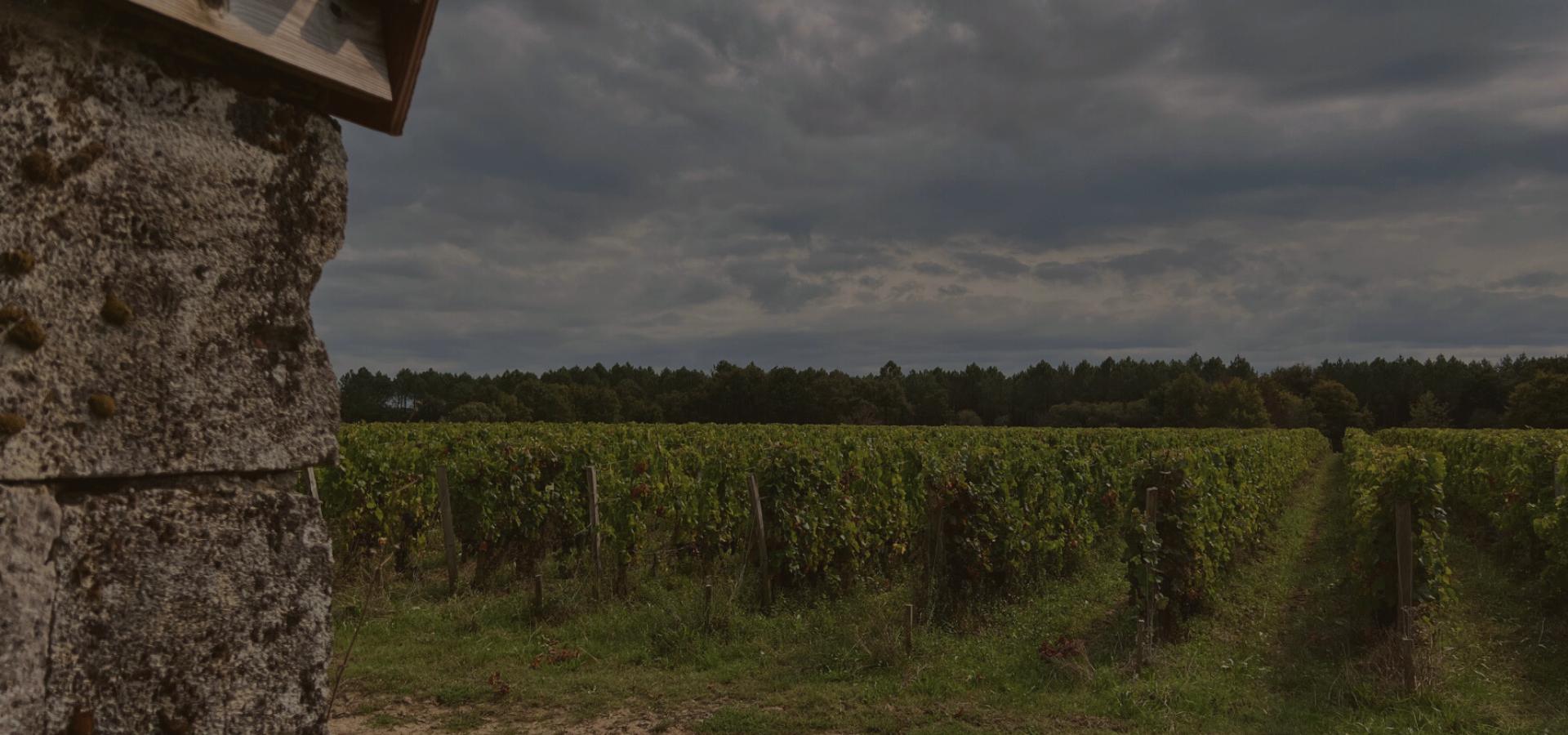 Abri de berger en pierre faisant face à une parcelle de vignes