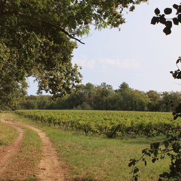 Parcelle de vignes entourée de forêts