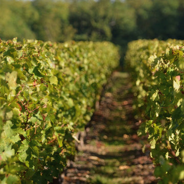 Gros plan d'une rangée de vignes au soleil